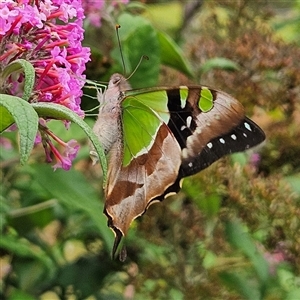 Graphium macleayanum at Braidwood, NSW - 11 Jan 2025 10:49 AM