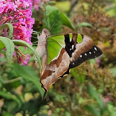 Graphium macleayanum (Macleay's Swallowtail) at Braidwood, NSW - 10 Jan 2025 by MatthewFrawley