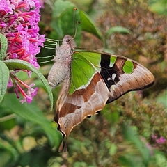 Graphium macleayanum at Braidwood, NSW - 11 Jan 2025