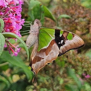 Graphium macleayanum at Braidwood, NSW - 11 Jan 2025 10:49 AM