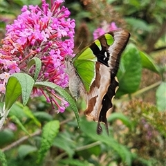 Graphium macleayanum at Braidwood, NSW - 11 Jan 2025