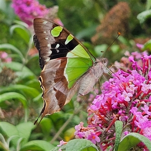 Graphium macleayanum at Braidwood, NSW - 11 Jan 2025