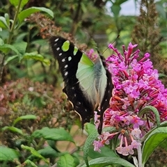 Graphium macleayanum at Braidwood, NSW - 11 Jan 2025 10:49 AM