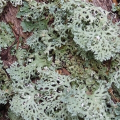 Unidentified Lichen at Wellington Park, TAS - 12 Jan 2025 by VanessaC