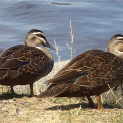 Anas superciliosa (Pacific Black Duck) at Franklin, TAS - 10 Jan 2025 by VanessaC