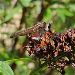 Zosteria sp. (genus) (Common brown robber fly) at Braidwood, NSW - 11 Jan 2025 by MatthewFrawley