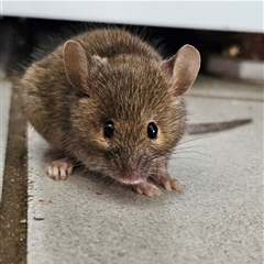 Mus musculus (House Mouse) at Braidwood, NSW - 12 Jan 2025 by MatthewFrawley