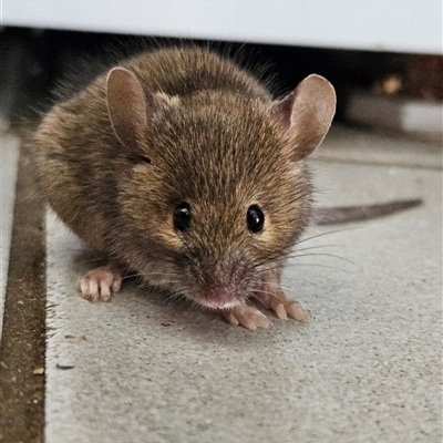 Mus musculus (House Mouse) at Braidwood, NSW - 11 Jan 2025 by MatthewFrawley