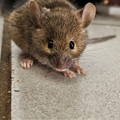 Mus musculus at Braidwood, NSW - 12 Jan 2025