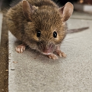 Mus musculus at Braidwood, NSW - 12 Jan 2025