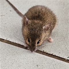 Mus musculus at Braidwood, NSW - 12 Jan 2025