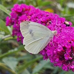 Pieris rapae at Braidwood, NSW - 12 Jan 2025 by MatthewFrawley