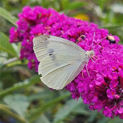 Pieris rapae at Braidwood, NSW - 12 Jan 2025 by MatthewFrawley