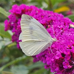 Pieris rapae at Braidwood, NSW - 12 Jan 2025 12:25 PM