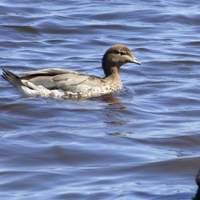 Chenonetta jubata (Australian Wood Duck) at Franklin, TAS - 10 Jan 2025 by VanessaC