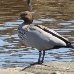 Chenonetta jubata at Franklin, TAS - 10 Jan 2025 03:57 PM