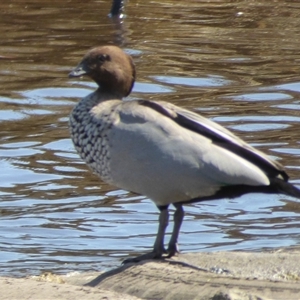 Chenonetta jubata at Franklin, TAS - 10 Jan 2025 03:57 PM