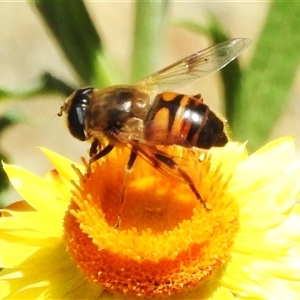 Eristalis tenax at Acton, ACT - 12 Jan 2025