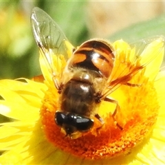 Eristalis tenax at Acton, ACT - 12 Jan 2025 12:28 PM