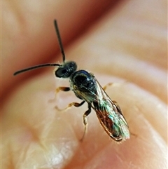 Lasioglossum (Homalictus) punctatum (A halictid bee) at Cook, ACT - 7 Jan 2025 by CathB