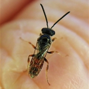 Lasioglossum (Homalictus) punctatum at Cook, ACT - 7 Jan 2025 07:20 AM