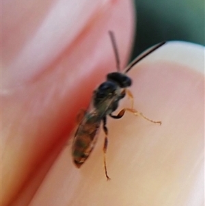 Lasioglossum (Homalictus) punctatum at Cook, ACT - 7 Jan 2025 07:20 AM