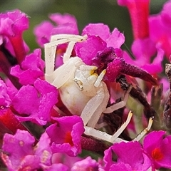 Thomisus spectabilis (Spectacular Crab Spider) at Braidwood, NSW - 11 Jan 2025 by MatthewFrawley