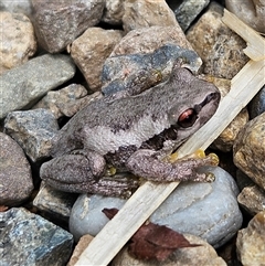 Litoria quiritatus (Screaming Tree Frog) at Braidwood, NSW - 11 Jan 2025 by MatthewFrawley