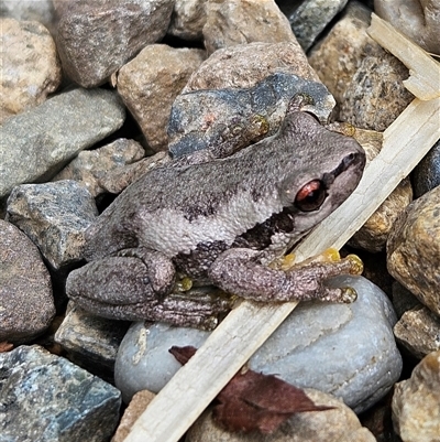 Litoria quiritatus (Screaming Tree Frog) at Braidwood, NSW - 11 Jan 2025 by MatthewFrawley