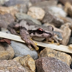 Litoria quiritatus at Braidwood, NSW - 11 Jan 2025 11:13 AM