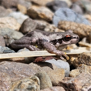 Litoria quiritatus at Braidwood, NSW - 11 Jan 2025 11:13 AM