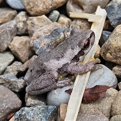 Litoria quiritatus at Braidwood, NSW - 11 Jan 2025 11:13 AM