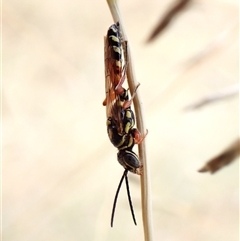 Aeolothynnus sp. (genus) (A flower wasp) at Cook, ACT - 7 Jan 2025 by CathB