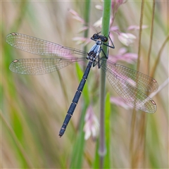 Austroargiolestes calcaris (Powdered Flatwing) at Tharwa, ACT - 8 Jan 2025 by DPRees125