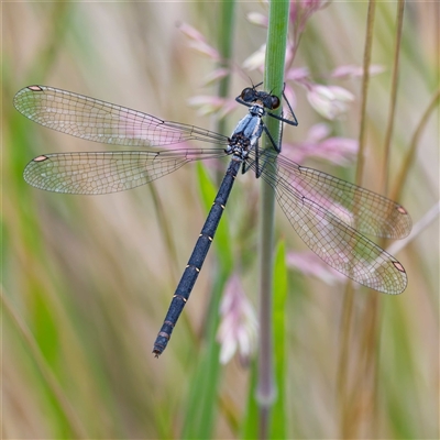Austroargiolestes calcaris (Powdered Flatwing) at Tharwa, ACT - 8 Jan 2025 by DPRees125