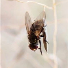 Unidentified Bristle Fly (Tachinidae) at Cook, ACT - 7 Jan 2025 by CathB