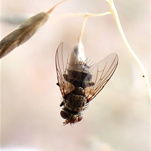 Muscidae (family) at Cook, ACT - 8 Jan 2025 09:40 AM