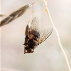 Muscidae (family) at Cook, ACT - 8 Jan 2025 09:40 AM