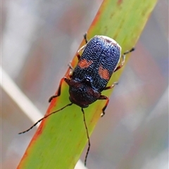 Aporocera (Aporocera) rufoterminalis (Leaf beetle) at Cook, ACT - 7 Jan 2025 by CathB