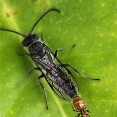 Unidentified Insect at Gundaroo, NSW - 8 Jan 2025 by Gunyijan