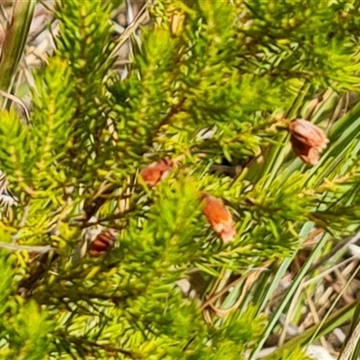 Erica lusitanica (Spanish Heath ) at Isaacs, ACT - 12 Jan 2025 by Mike