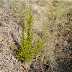 Erica lusitanica at Isaacs, ACT - 12 Jan 2025 05:01 PM