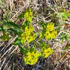 Euphorbia oblongata (Egg-leaf Spurge) at Isaacs, ACT - 12 Jan 2025 by Mike