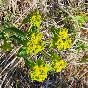 Euphorbia oblongata at Isaacs, ACT - 12 Jan 2025 04:41 PM