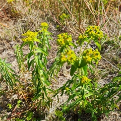 Euphorbia oblongata at Isaacs, ACT - 12 Jan 2025 04:41 PM