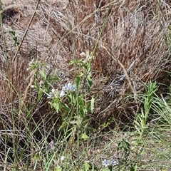 Oxypetalum coeruleum (Tweedia or Southern Star) at Isaacs, ACT - 12 Jan 2025 by Mike