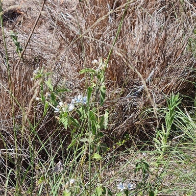 Oxypetalum coeruleum (Tweedia or Southern Star) at Isaacs, ACT - 12 Jan 2025 by Mike