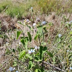 Oxypetalum coeruleum at Isaacs, ACT - 12 Jan 2025 04:38 PM