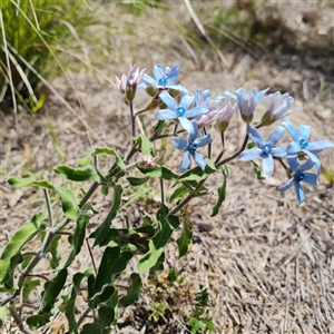 Oxypetalum coeruleum at Isaacs, ACT - 12 Jan 2025