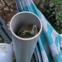 Litoria caerulea (Green Tree Frog) at Avoca, QLD - 28 Dec 2024 by Gaylesp8
